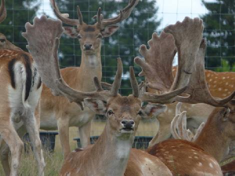JAR chov jelenů jeleni chov daňků farma v Polsku