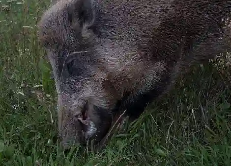 Stádo dančí zvěře